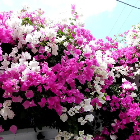 Atalos アパートホテル