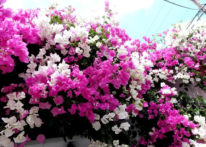 阿塔洛斯套房公寓式酒店 公寓式酒店